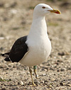 juvenile LBBG in October, ringed in Norway. (131273 bytes)